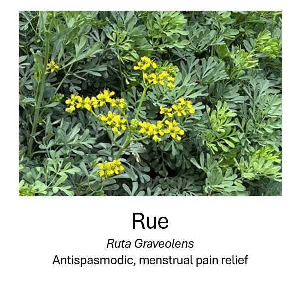     Rue	    Ruta Graveolens	    Antispasmodic, menstrual pain relief