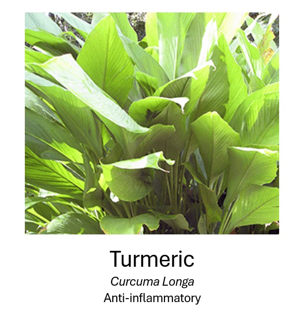   Turmeric	  Curcuma Longa	  Anti-inflammatory