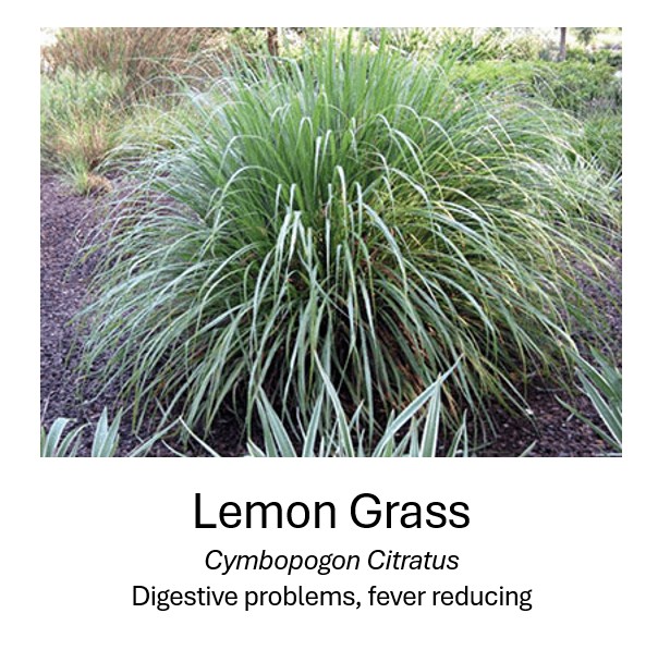  Lemon Grass	  Cymbopogon Citratus	  Digestive problems, fever reducing