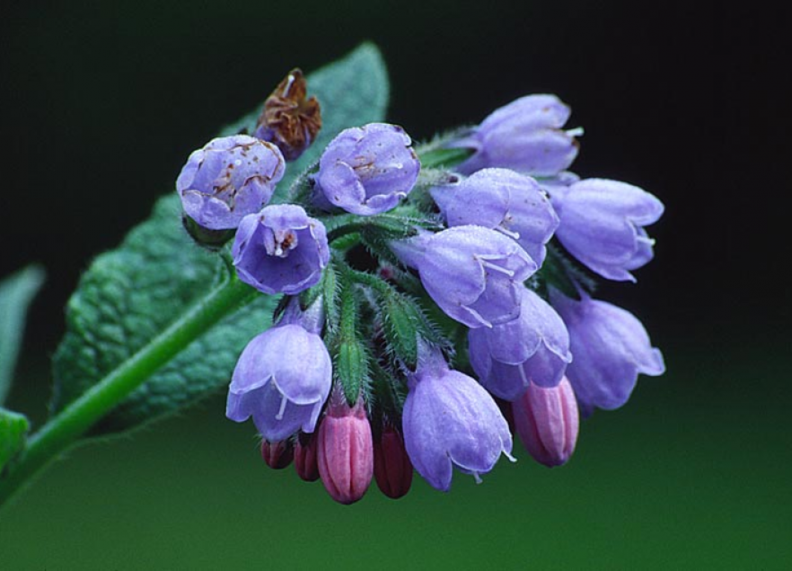 Comfrey (Symphytum officinale); Helps with mending bones, sprains