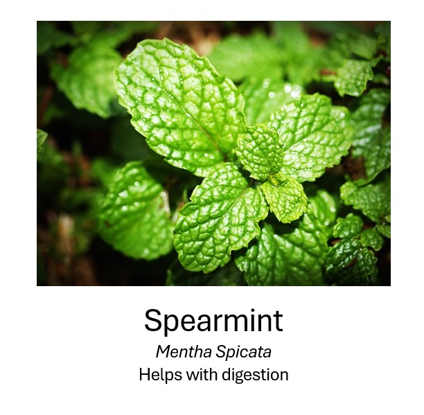    Spearmint	   Mentha Spicata	   Helps with digestion