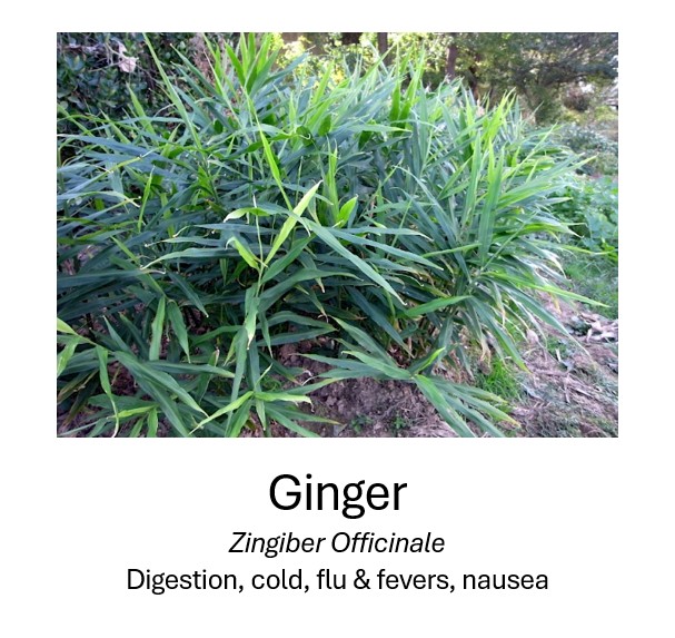    Ginger	   Zingiber Officinale	   Digestion, cold, flus & fevers, nausea