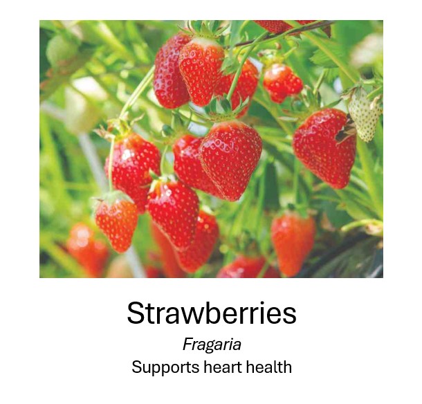    Strawberries	   Fragaria	   Supports heart health