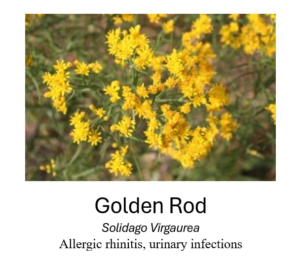    Golden Rod	   Solidago Virgaurea	   Allergic rhinitis, urinary infections