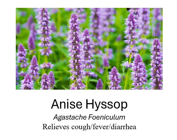    Anise Hyssop	   Agastache Foeniculum	   Relieves cough/fever/diarrhea