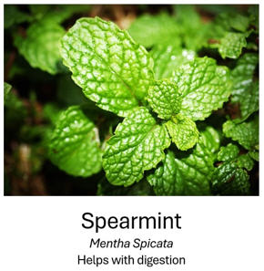 Spearmint (Mentha Spicata); Helps with Digestion