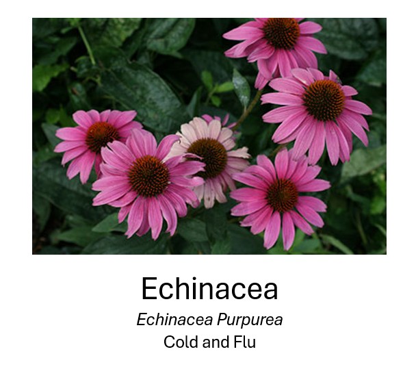  Echinacea	  Echinacea Purpurea	  Cold and flu