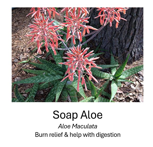   Soap Aloe	  Aloe Maculata	  Burn relief & help with digestion