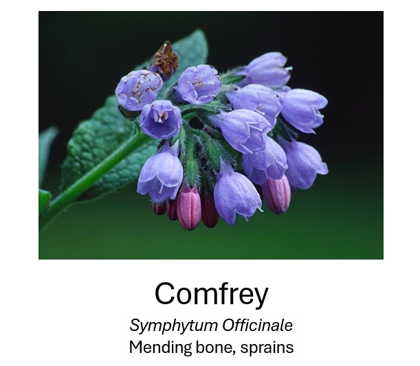   Comfrey	  Symphytum Officinale	  Mending bones, sprains