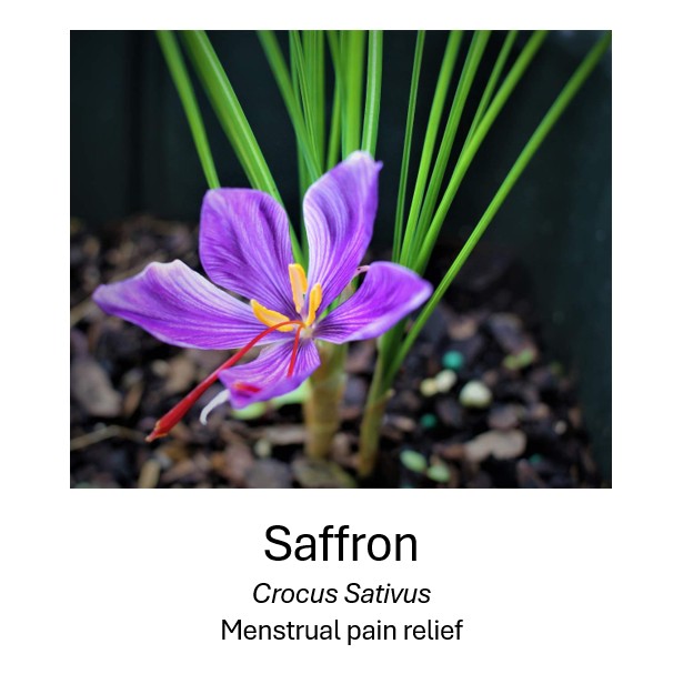    Saffron	   Crocus Sativus	   Menstrual pain relief