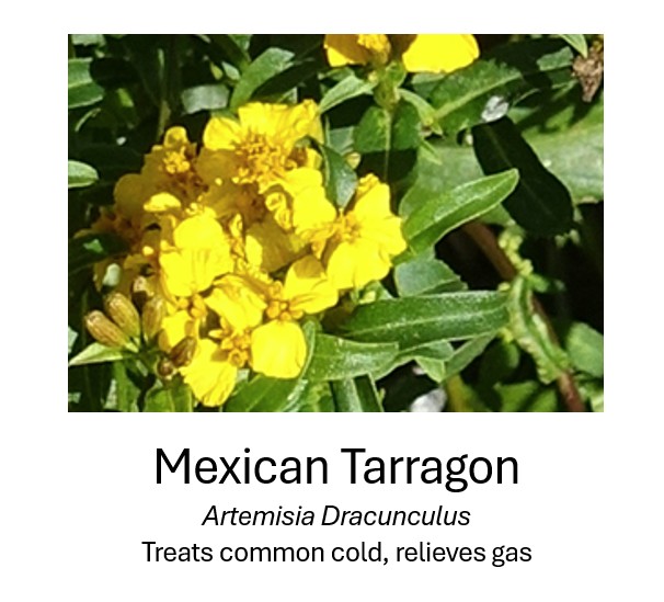    Mexican Tarragon	   Artemisia Dracunculus	   Treats common cold, relieves gas