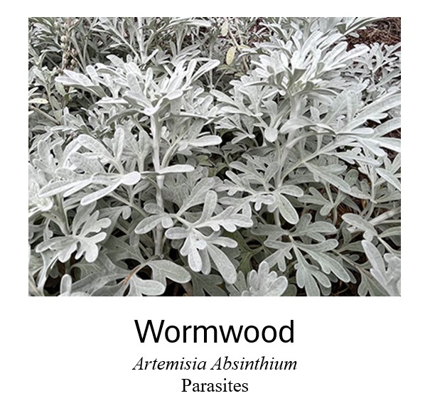   Wormwood	  Artemisia Absinthium	  Parasites