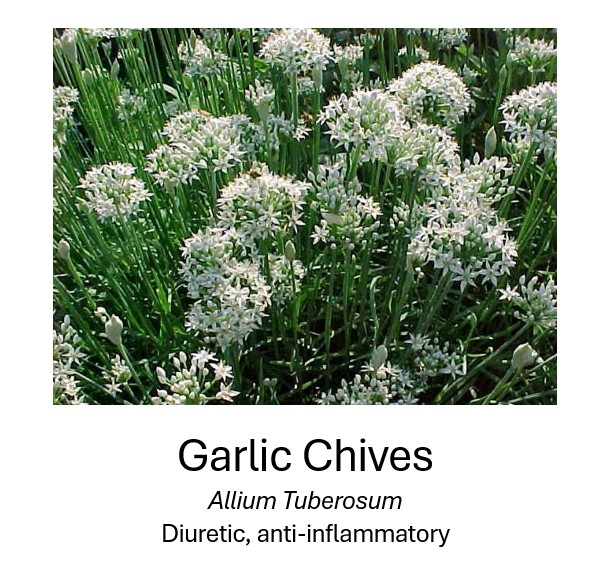     Garlic Chives	    Allium Tuberosum	    Diuretic, anti-inflammatory