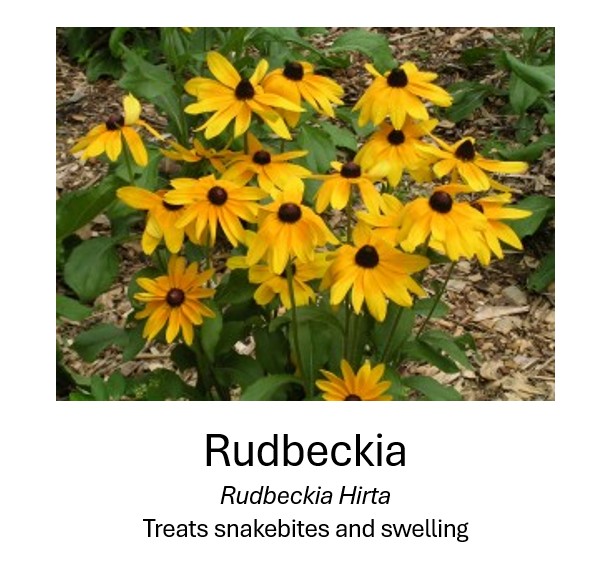   Rudbeckia	  Rudbeckia Hirta	  Treats snakebites and swelling