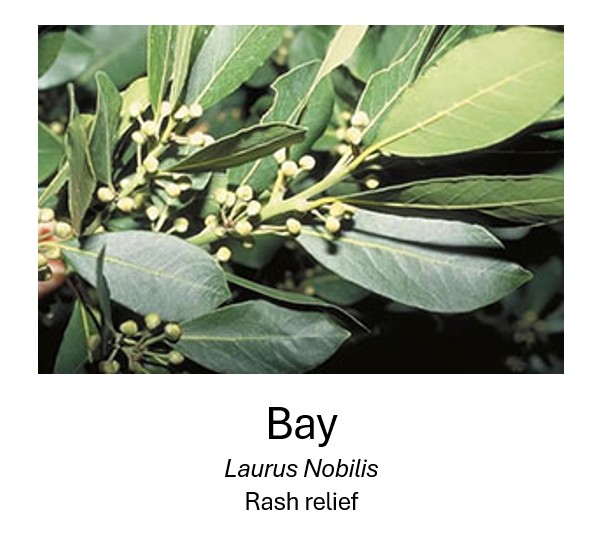   Bay	  Laurus Nobilis	  Rash relief