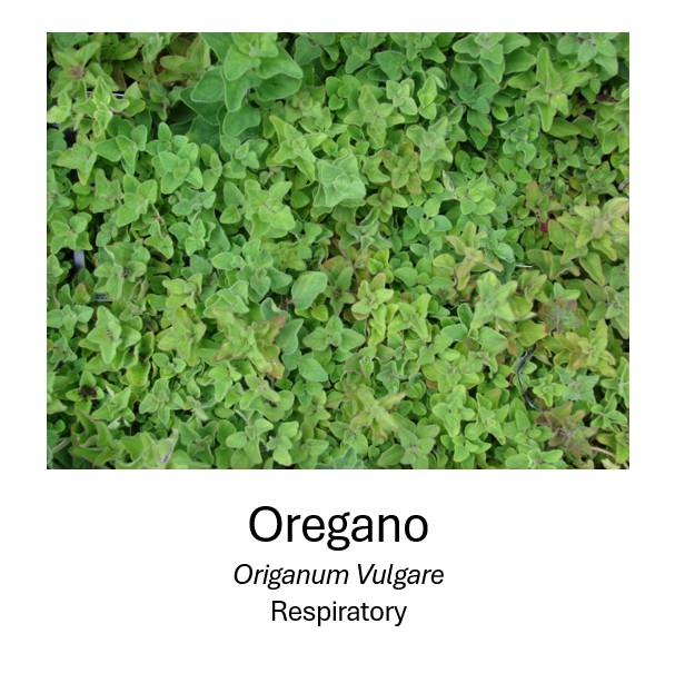    Oregano	   Origanum Vulgare	   Respiratory