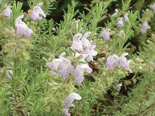 Rosemary (Salvia rosmarinus); Helps with memory