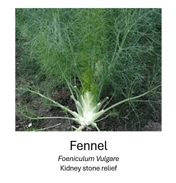   Fennel	  Foeniculum Vulgare	  Kidney stone relief