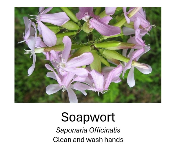   Soapwort	  Saponaria Officinalis	  Clean and wash hands