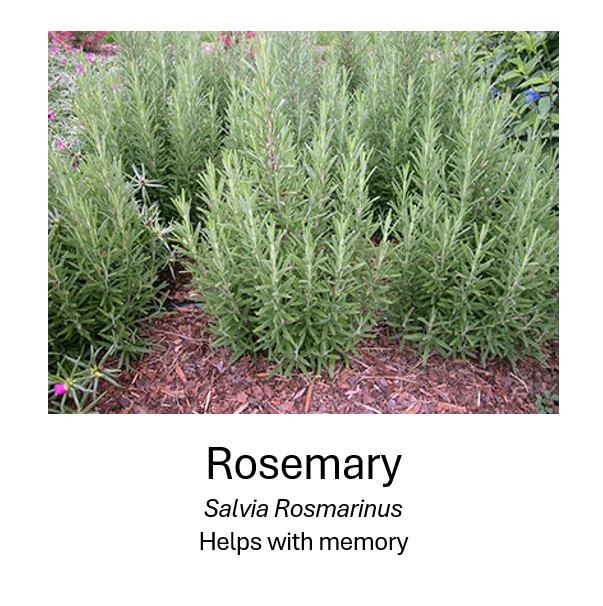   Rosemary	  Salvia Rosmarinus	  Helps with memory
