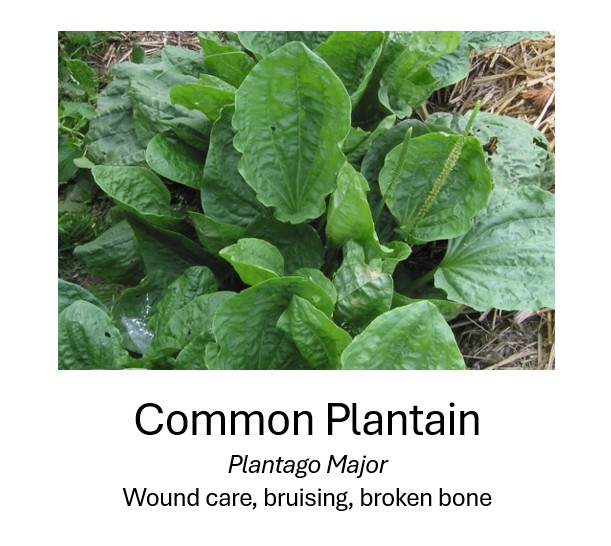    Common Plantain	   Plantago Major	   Wound care, bruising, broken bone