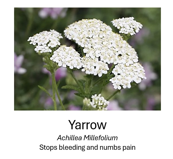   Yarrow	  Achillea Millefolium	  Stops bleeding and numbs pain