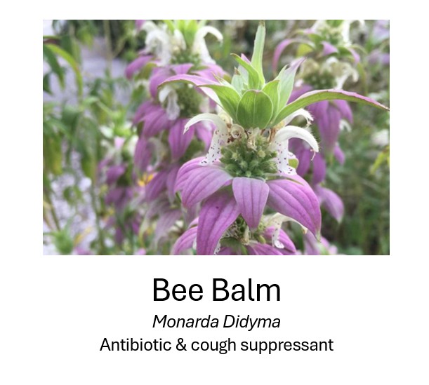   Bee Balm	  Monarda Didyma	  Antibiotic & cough suppressant